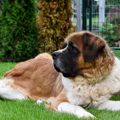 Saint-Bernard - Photo 4