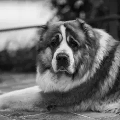 Saint-Bernard - Photo 5