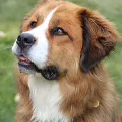 Saint-Bernard - Photo 7
