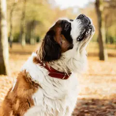 Saint-Bernard - Photo 9