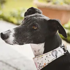 Greyhound - Foto 2