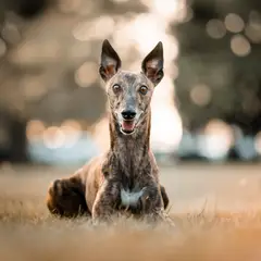 Greyhound - Foto 3