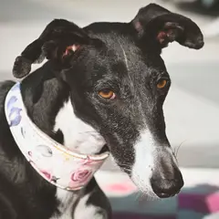 Greyhound - Foto 4