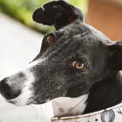 Greyhound - Foto 5