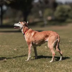 Greyhound - Foto 7