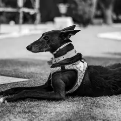 Greyhound - Foto 9