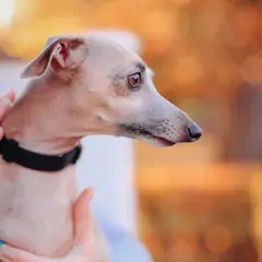 Greyhound - Foto 10