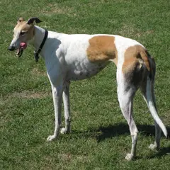 Greyhound - Foto 12