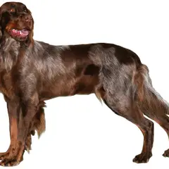 Picardy Spaniel - Photo 1