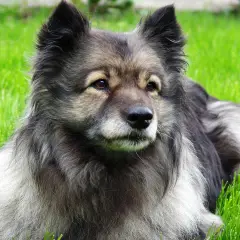 Keeshond - Photo 3