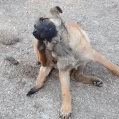 Berger Belge Malinois - Photo 1