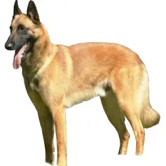Berger Belge Malinois - Photo 2