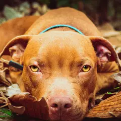 Pitbull - Photo 2
