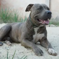 Pitbull - Photo 4