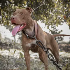 Pitbull - Photo 8