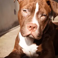 Pitbull - Photo 9