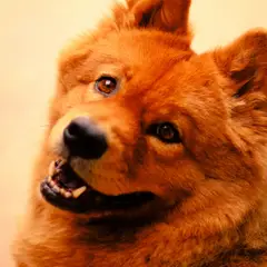Chow Chow - Photo 3