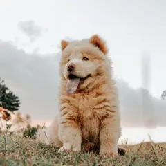 Chow Chow - Photo 4