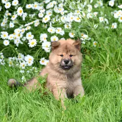 Chow Chow - Photo 5