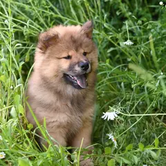 Chow Chow - Photo 6