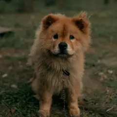 Chow Chow - Photo 7