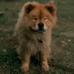 Chow Chow - Photo 8