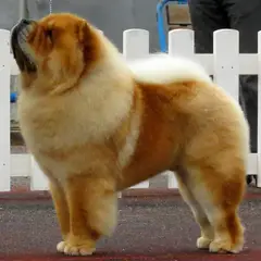 Chow Chow - Photo 9
