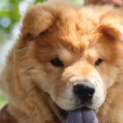 Chow Chow - Photo 10