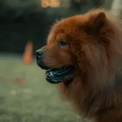 Chow Chow - Photo 11