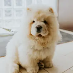 Chow Chow - Photo 12