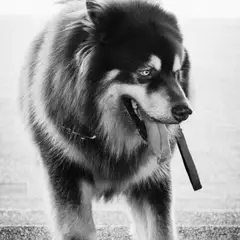 Malamute de l'Alaska - Photo 2