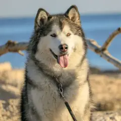 Malamute de l'Alaska - Photo 3