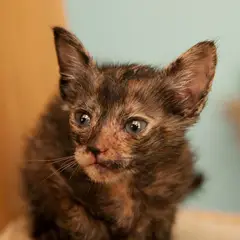 Lykoi - Foto 2