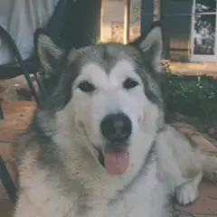 Malamute de l'Alaska - Photo 5