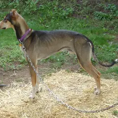 Eurohound - Foto 2