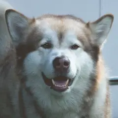 Malamute de l'Alaska - Photo 6