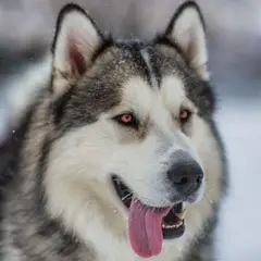 Malamute de l'Alaska - Photo 7