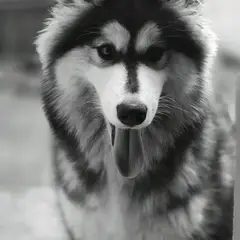 Malamute de l'Alaska - Photo 8