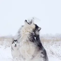 Malamute de l'Alaska - Photo 10