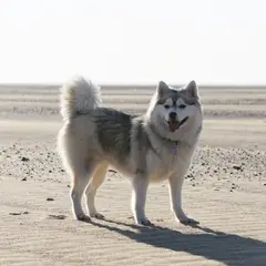 Pomsky - Photo 4