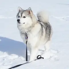 Pomsky - Photo 5