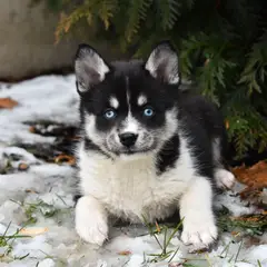 Pomsky - Photo 6