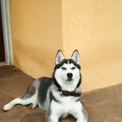 Pomsky - Photo 8