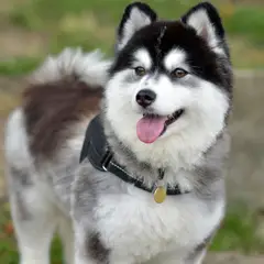 Pomsky - Photo 10