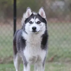 Pomsky - Photo 11