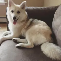 Pomsky - Photo 12