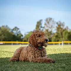 Goldendoodle - Photo 6
