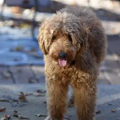 Goldendoodle - Photo 7