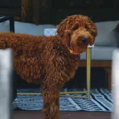 Goldendoodle - Photo 8