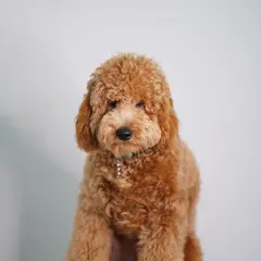 Goldendoodle - Photo 9